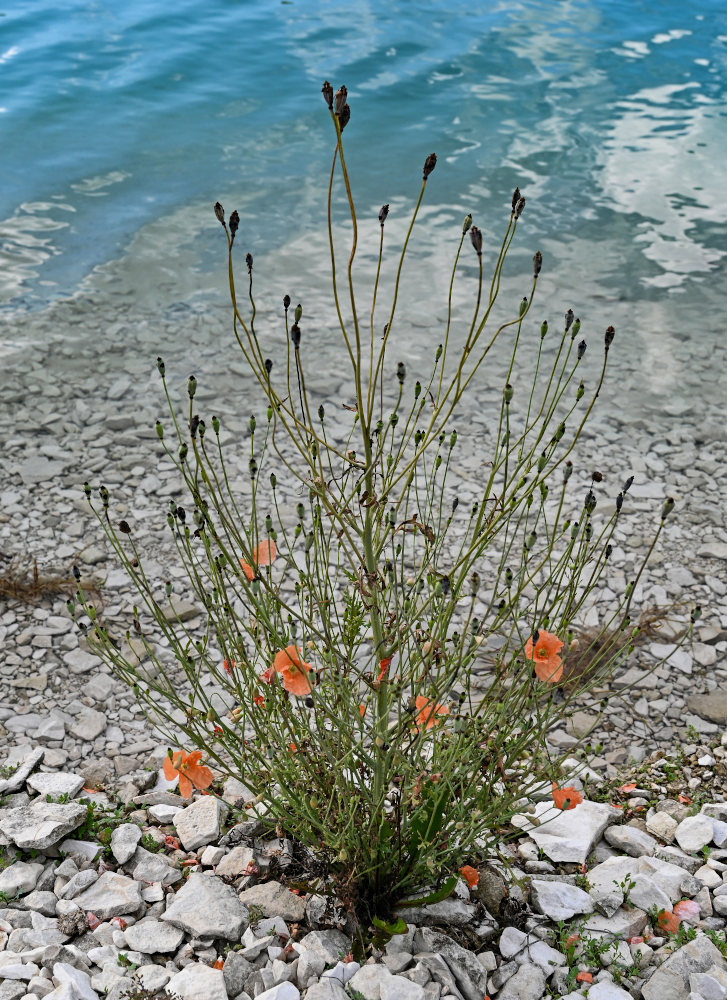 Image of Papaver fugax specimen.