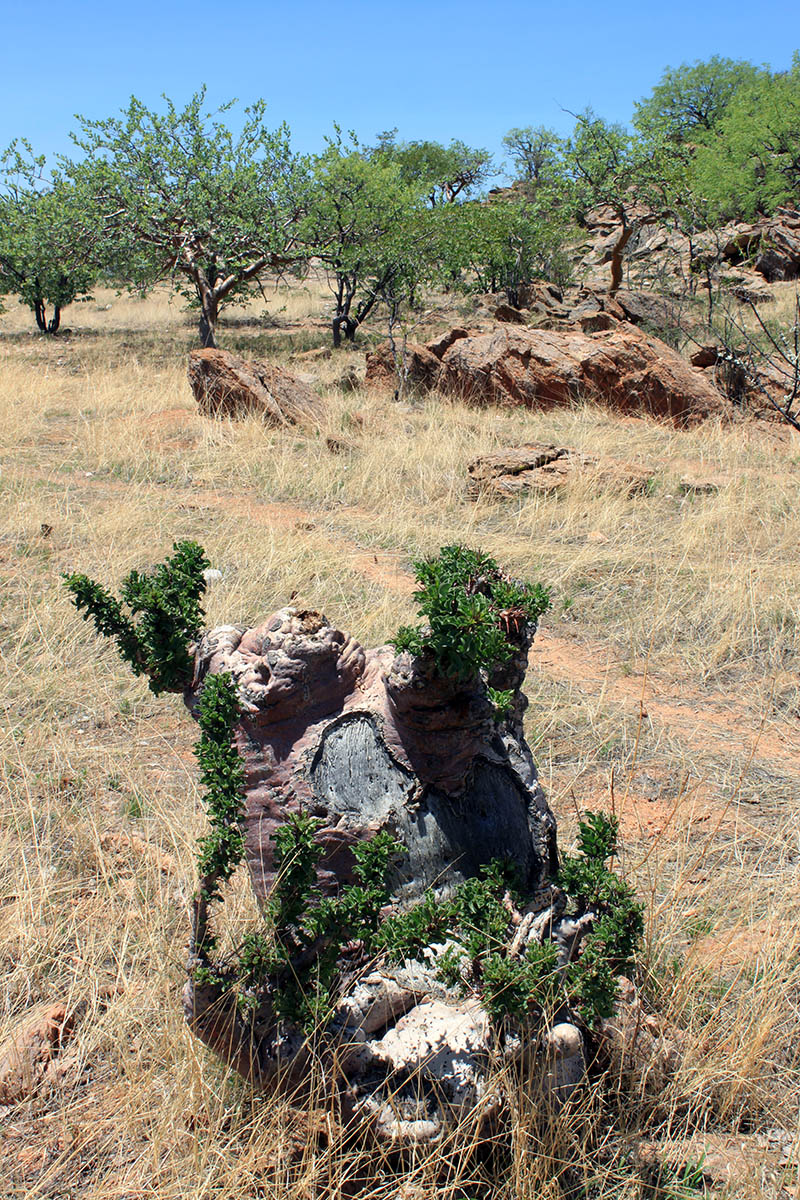 Image of Pachypodium lealii specimen.