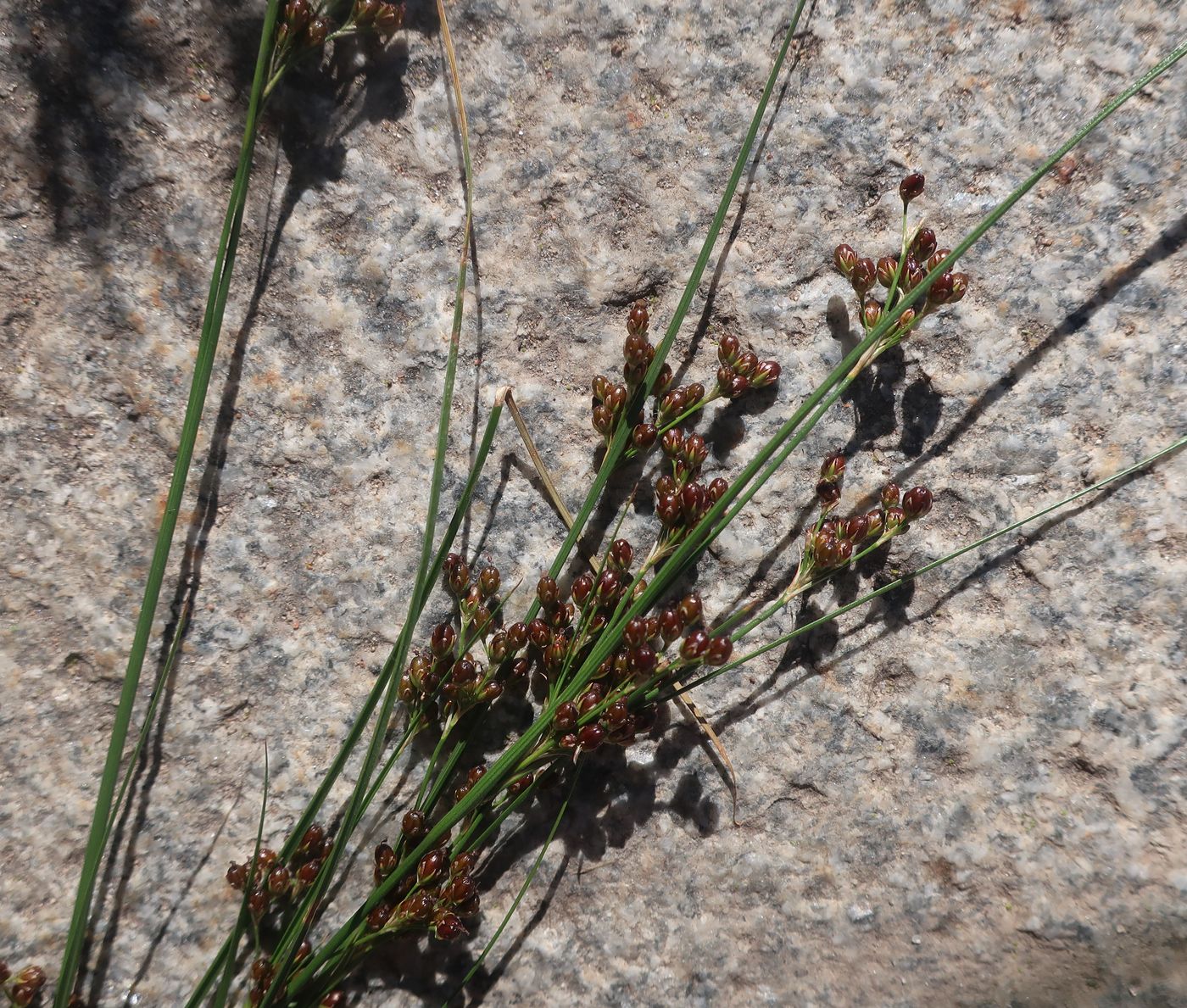 Изображение особи Juncus compressus.