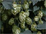 Humulus lupulus