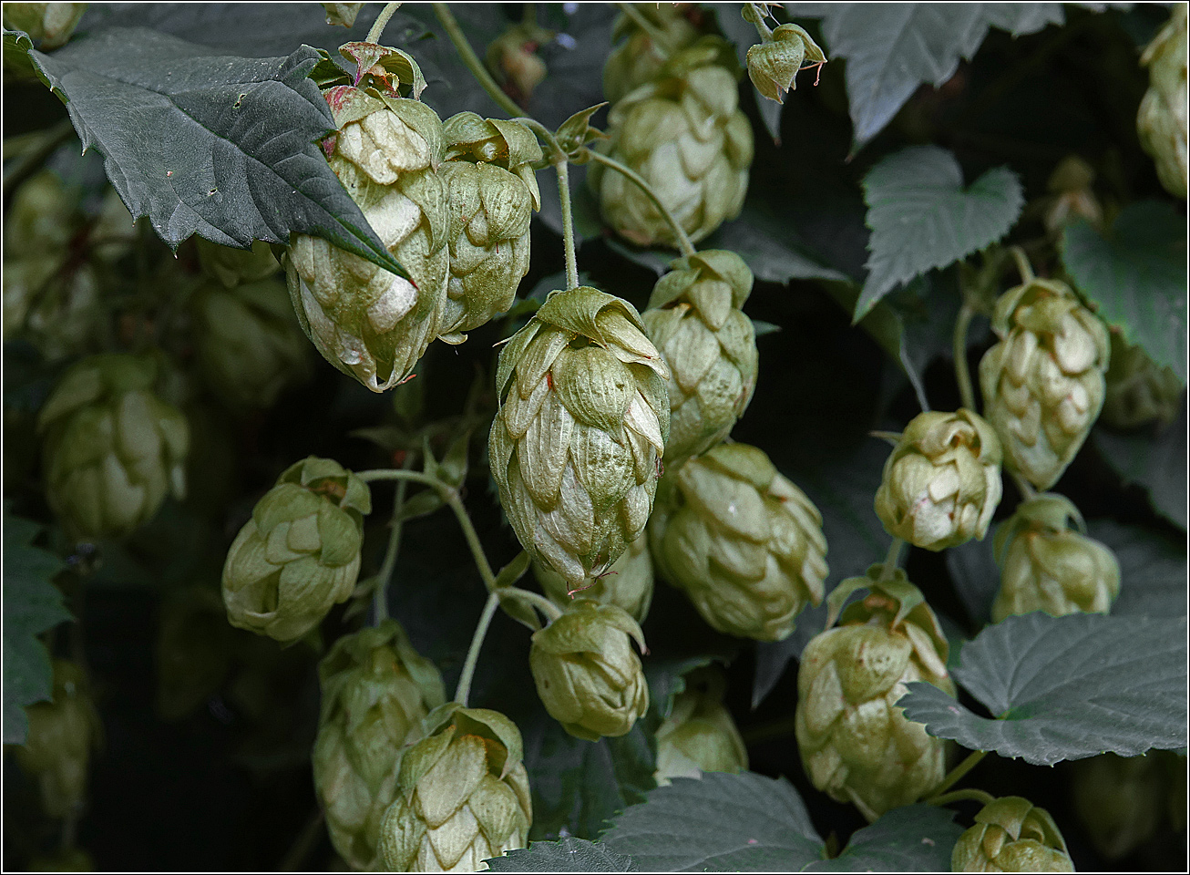 Image of Humulus lupulus specimen.