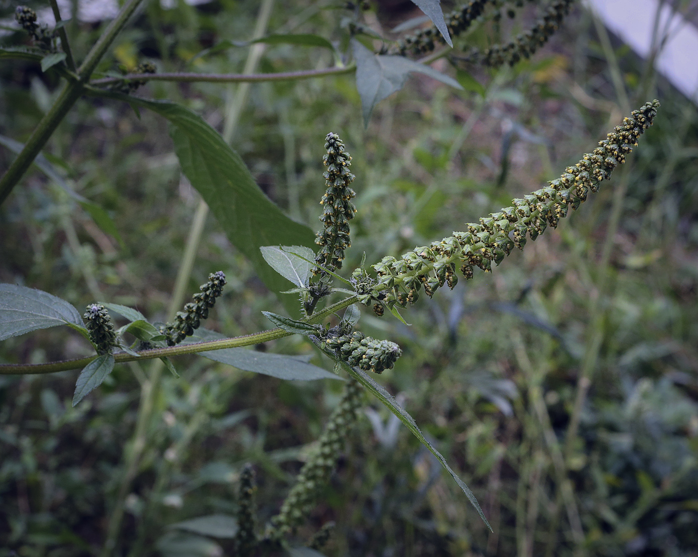 Image of Ambrosia trifida specimen.