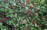 Rubus sanctus. Ветви с плодами разной степени зрелости. Дагестан, г. Дербент, окраина песчаного пляжа. 31.07.2022.