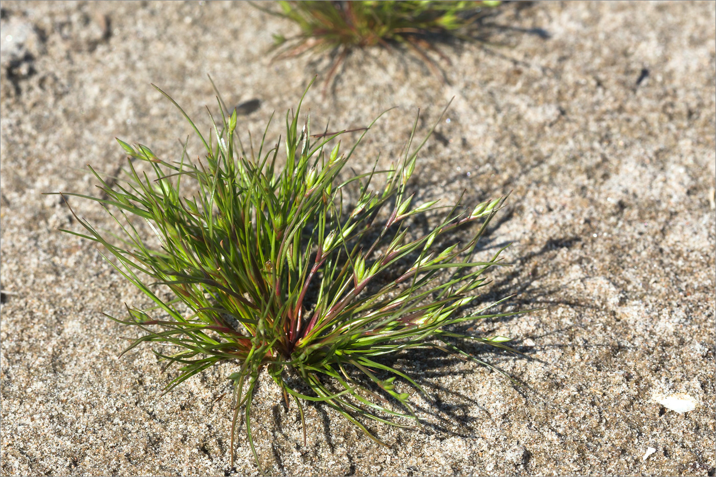 Изображение особи Juncus nastanthus.