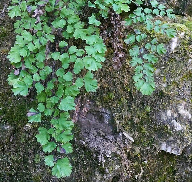 Image of Adiantum capillus-veneris specimen.