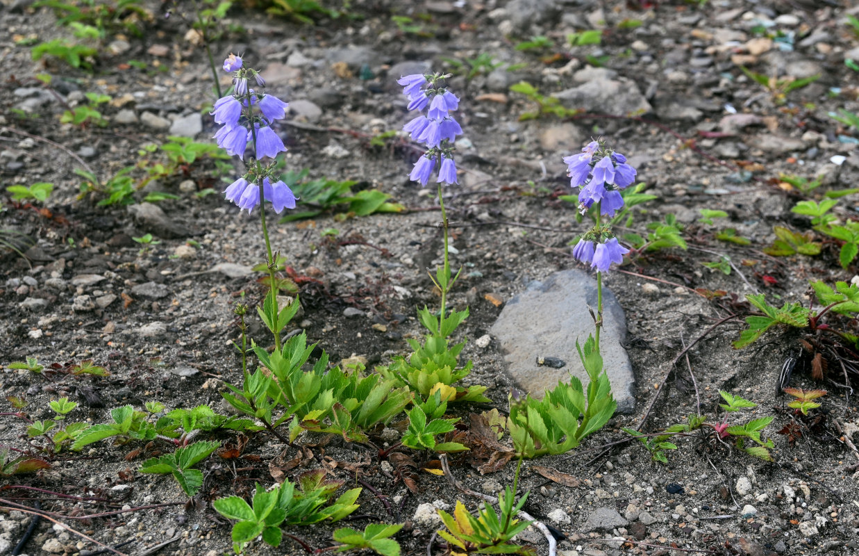 Image of Adenophora triphylla specimen.