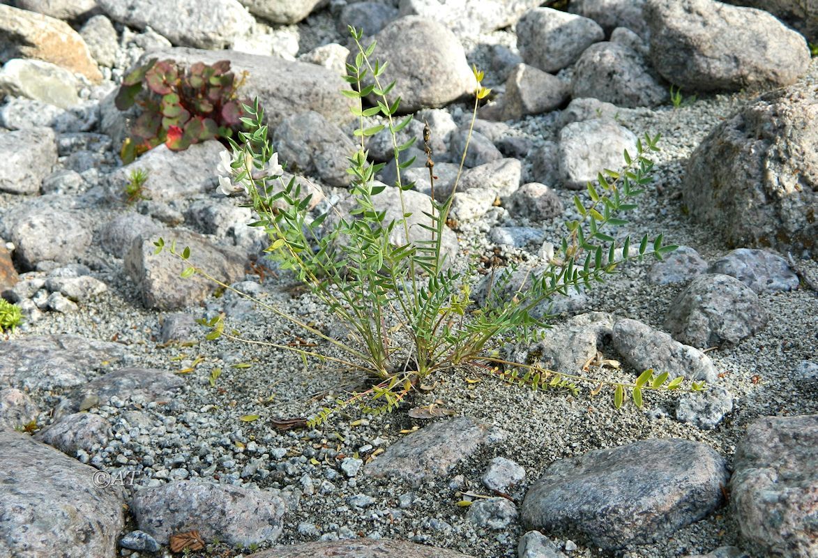 Изображение особи Oxytropis sordida.