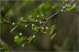 Prunus spinosa