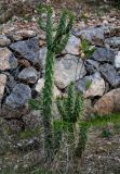 Austrocylindropuntia subulata