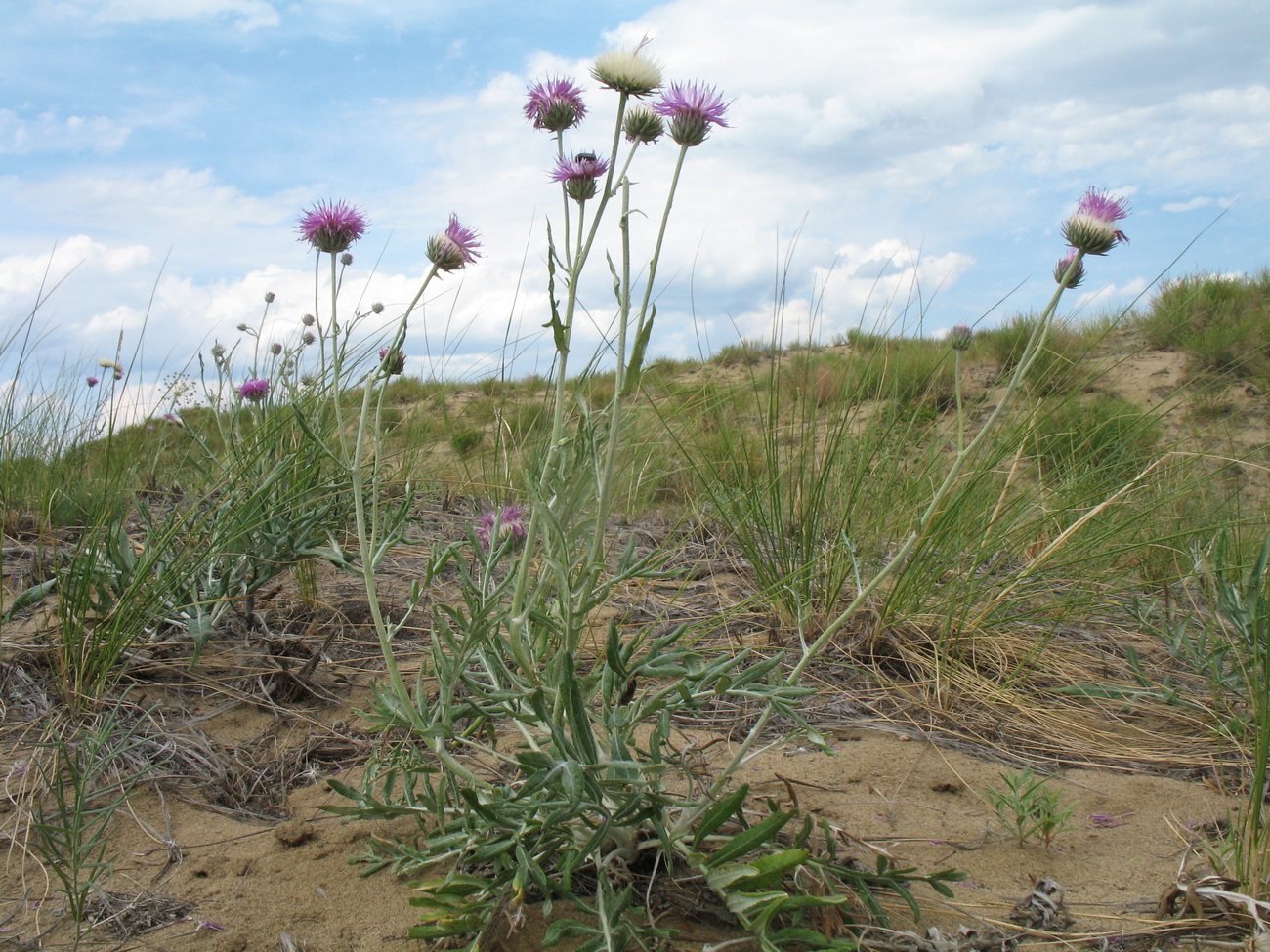 Image of Jurinea xerophytica specimen.