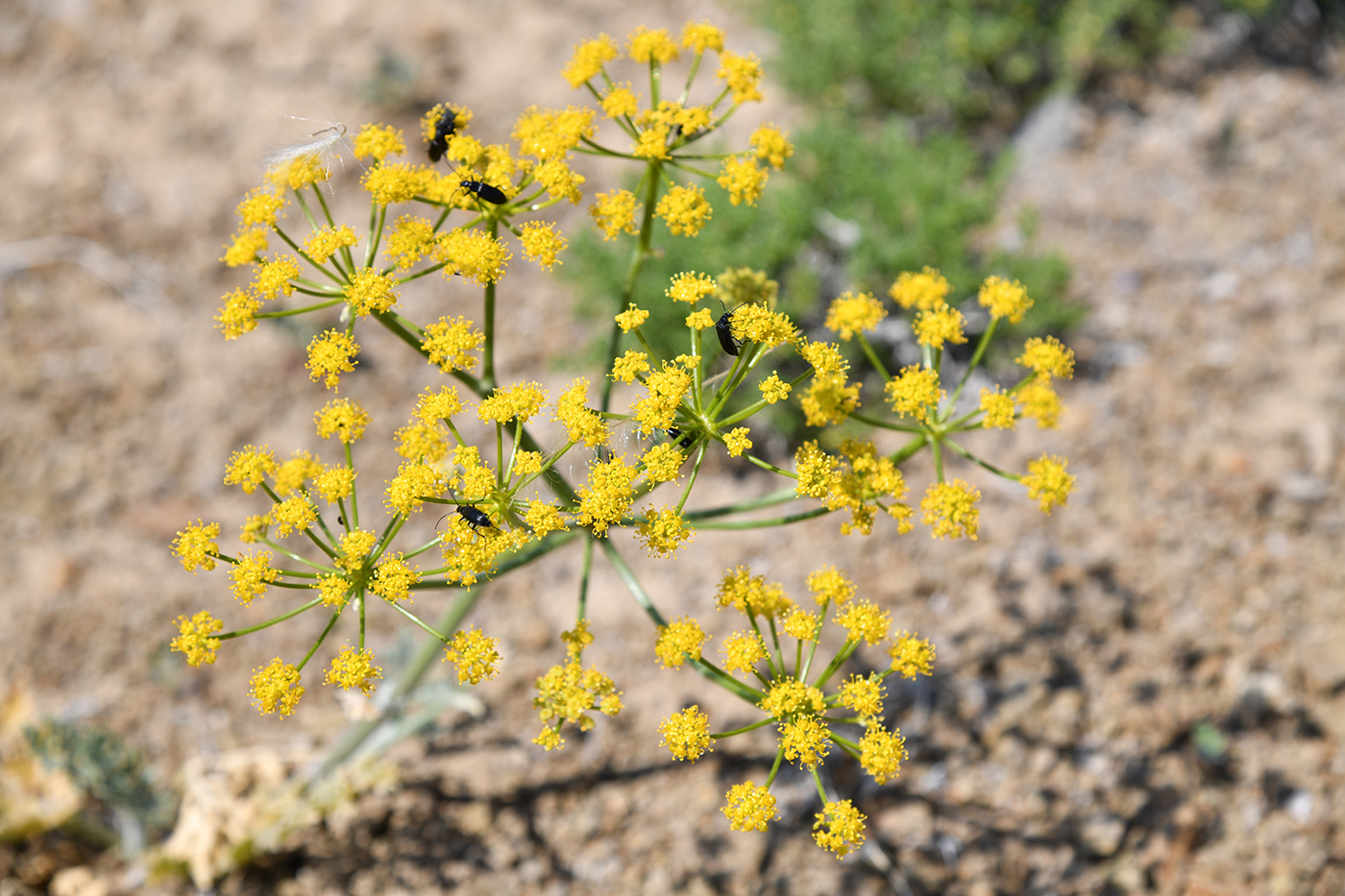 Изображение особи Ferula syreitschikowii.