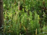 Lycopodium annotinum