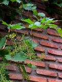 Vitis vinifera. Верхушка ветви с незрелыми соплодиями. Грузия, г. Тбилиси, в культуре. 10.06.2023.
