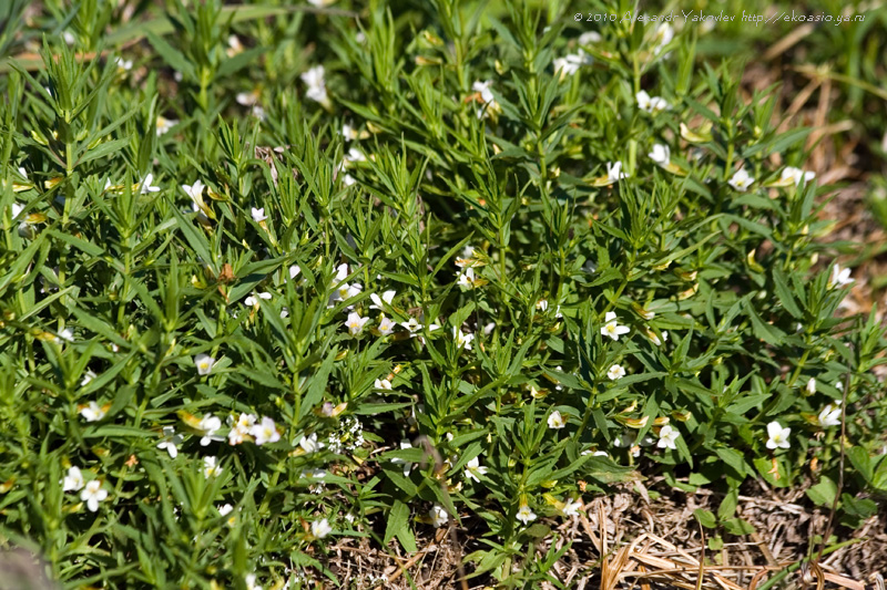 Image of Gratiola officinalis specimen.