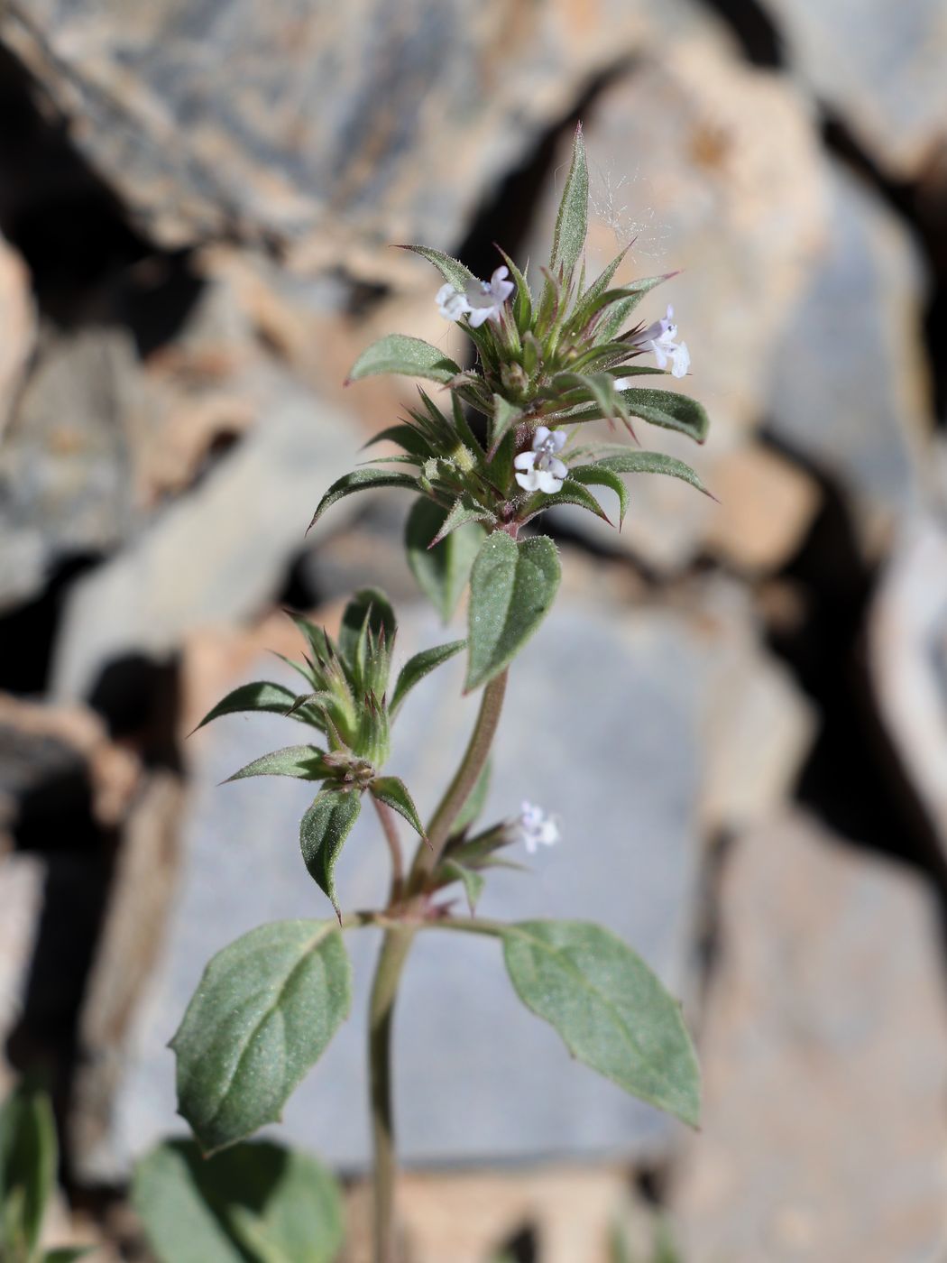 Image of Nepeta pungens specimen.