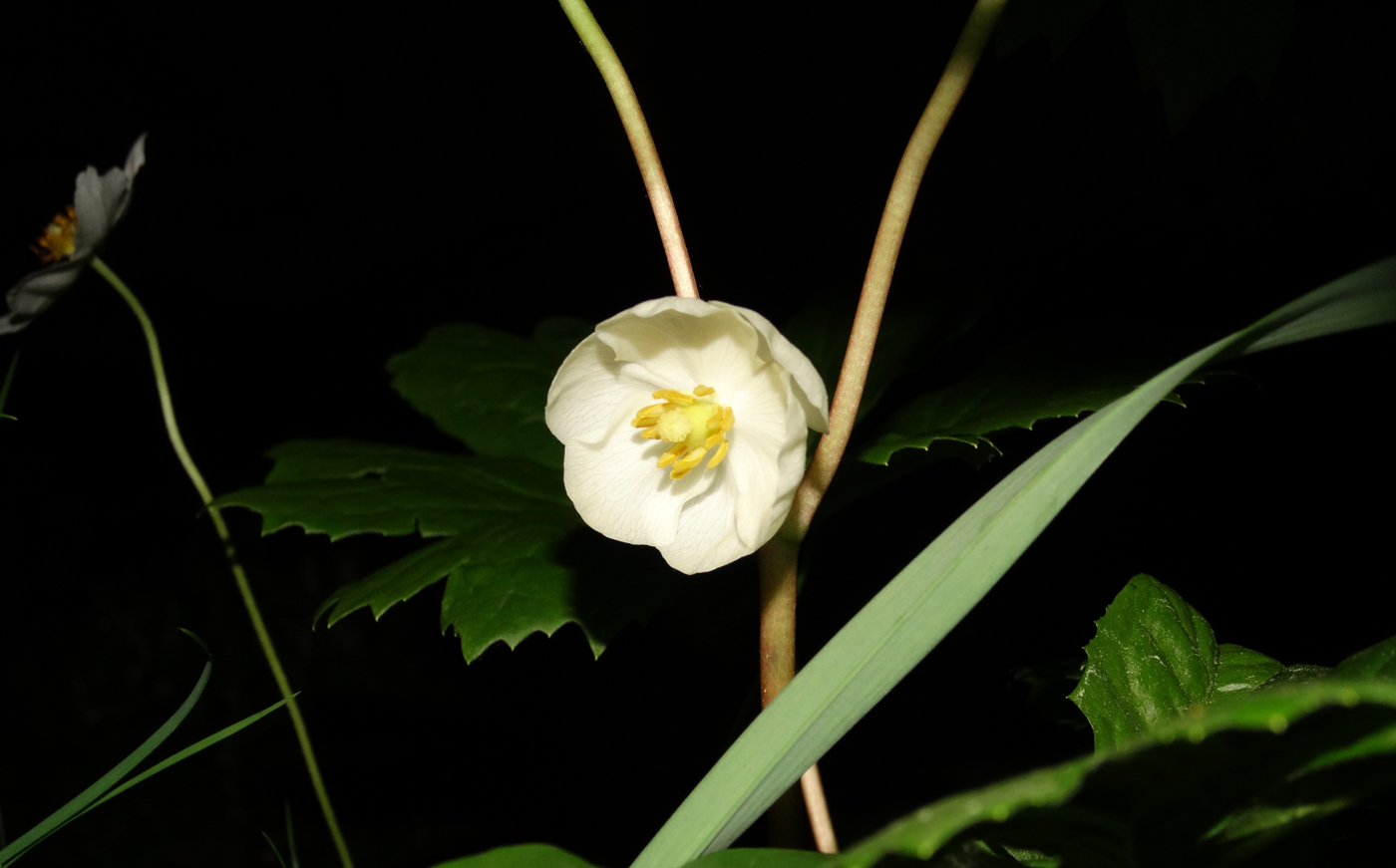 Image of Podophyllum peltatum specimen.