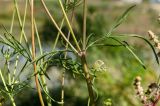 Scabiosa ochroleuca. Средние части веточек. Башкортостан, Хайбуллинский р-н, с. Акъяр, долина р. Таналык, береговая терраса. 4 сентября 2023 г.