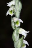 Spiranthes spiralis