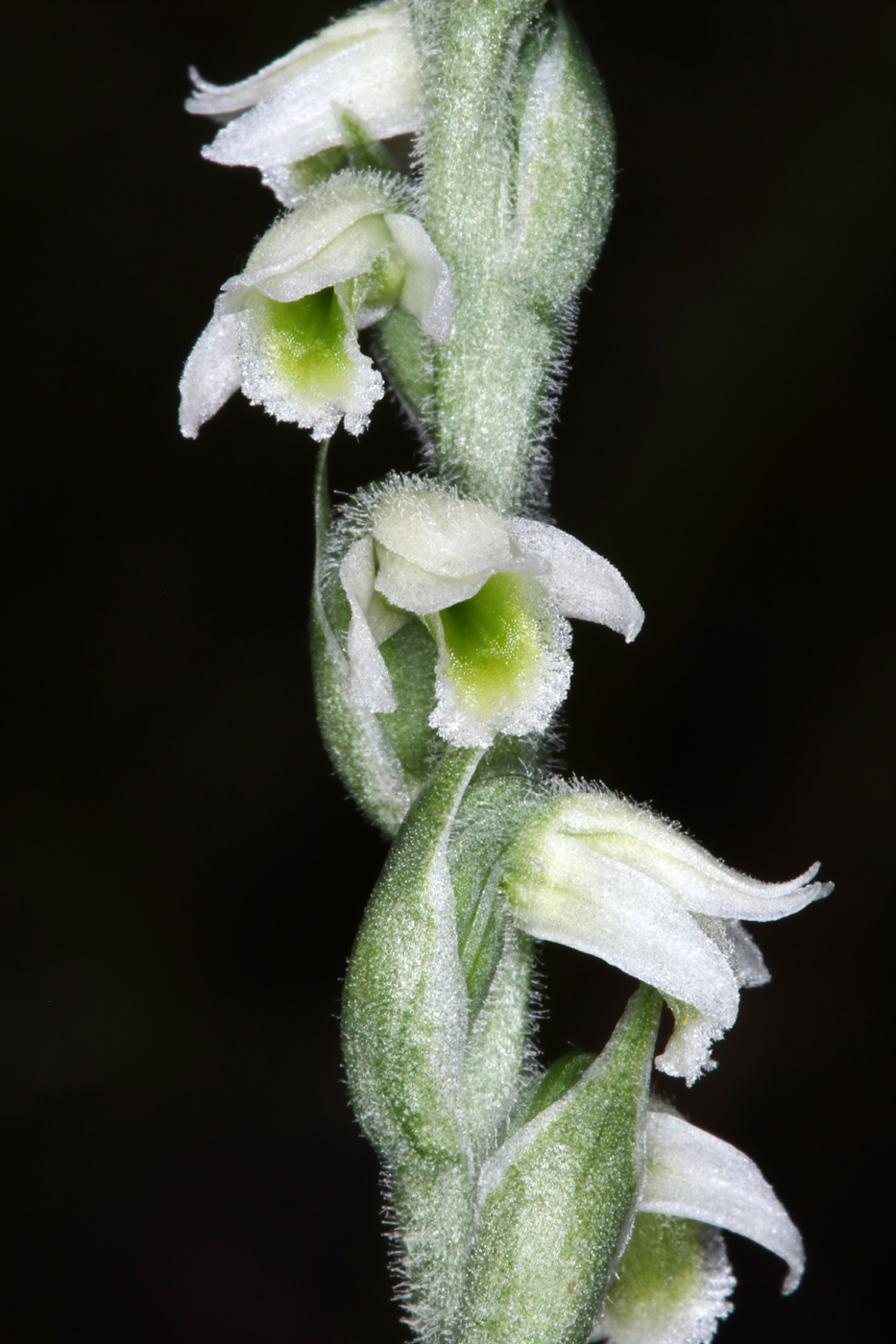 Image of Spiranthes spiralis specimen.