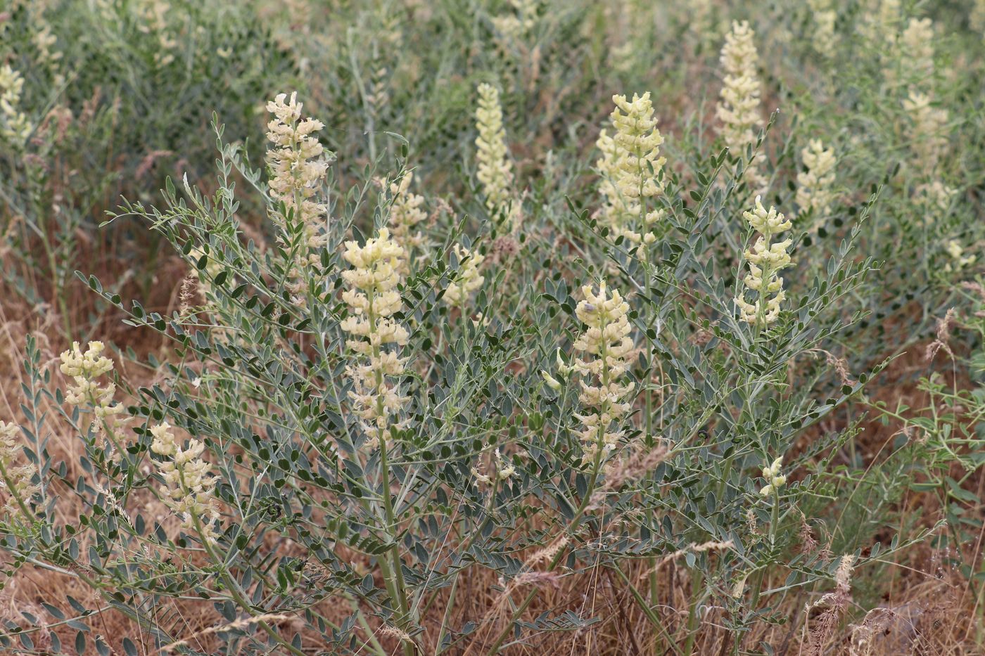 Изображение особи Goebelia pachycarpa.