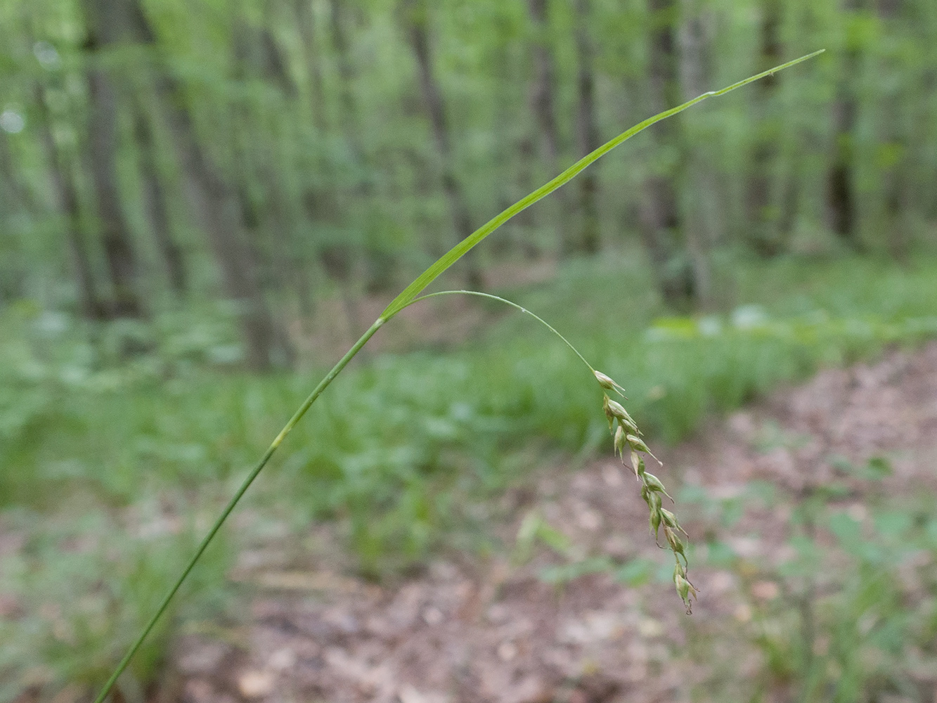 Image of Carex sylvatica specimen.