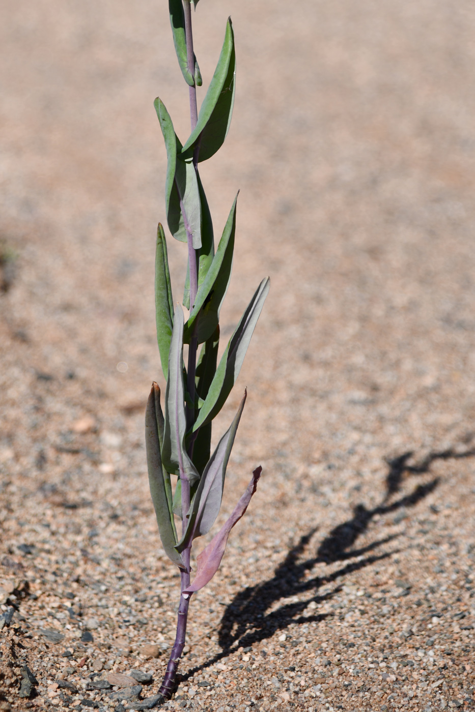 Image of Iljinskaea planisiliqua specimen.