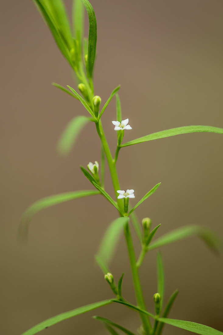 Image of Thesium alpinum specimen.