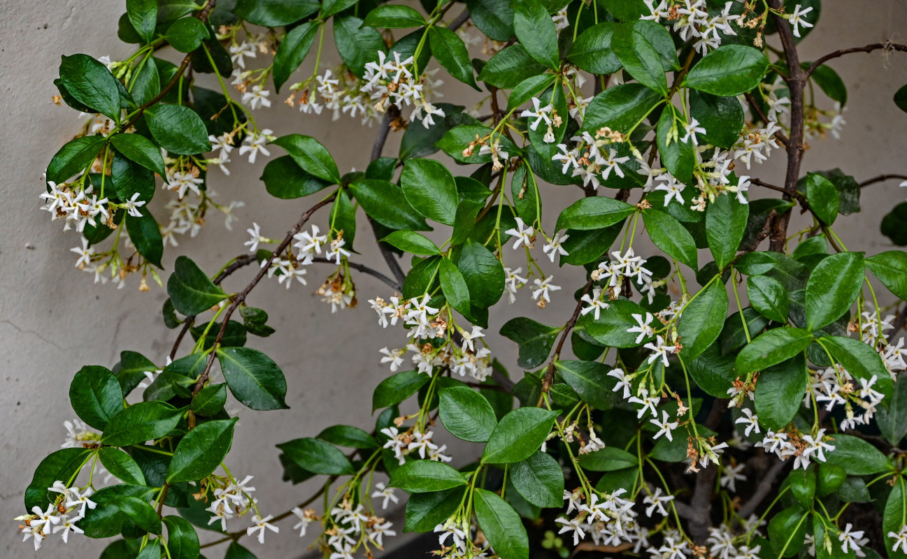 Image of Trachelospermum jasminoides specimen.