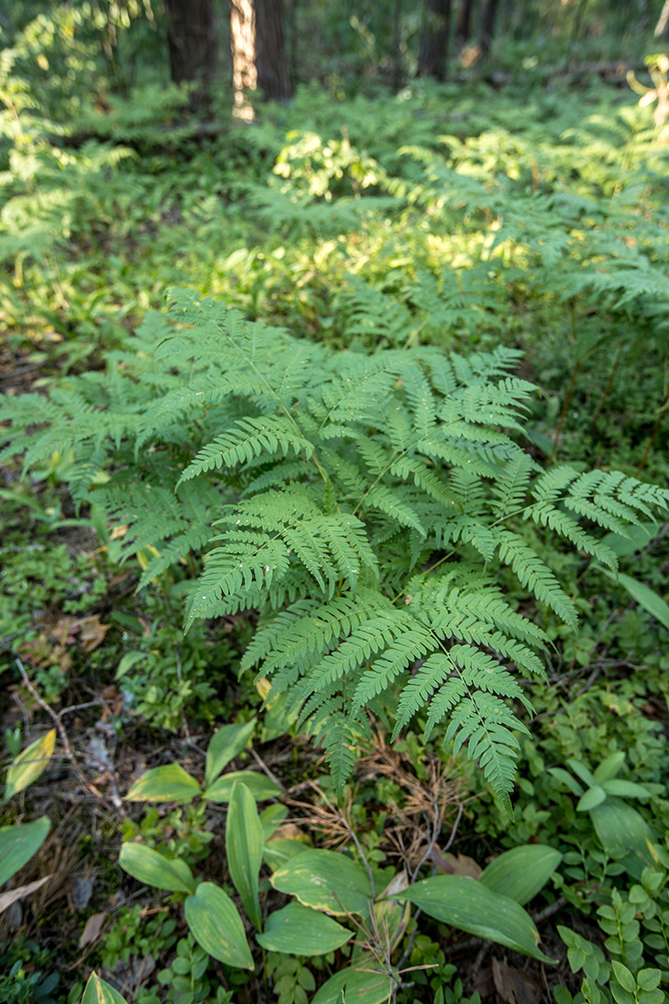 Изображение особи Pteridium pinetorum.