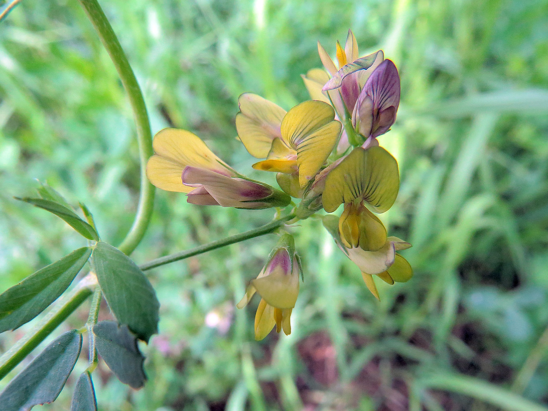 Изображение особи Medicago &times; varia.