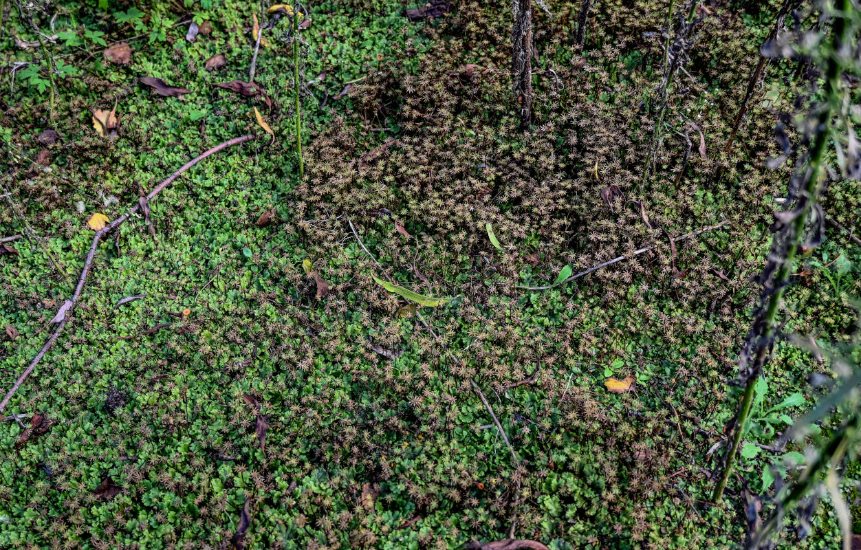 Image of Marchantia polymorpha specimen.