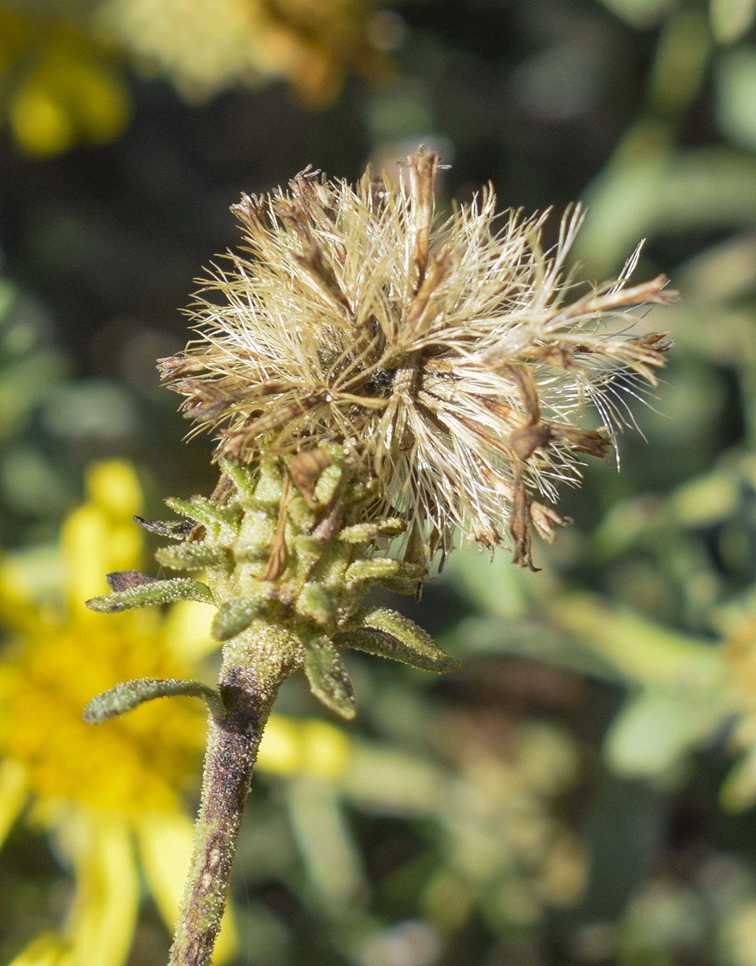 Image of Jasonia tuberosa specimen.