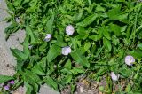 Convolvulus arvensis. Цветки и листья. Костромская обл., г. Кострома, у дороги. 29.06.2024.