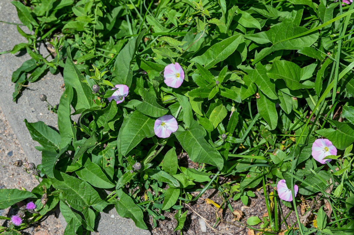 Image of Convolvulus arvensis specimen.