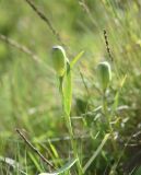 род Fritillaria. Верхушка побега с плодом. Чечня, Шаройский р-н, окр. пер. Цумандинский, южный борт перевала, выс. ок. 2400 м н.у.м., луг. 24 июня 2024 г.