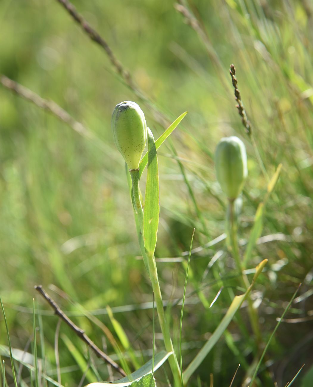 Изображение особи род Fritillaria.