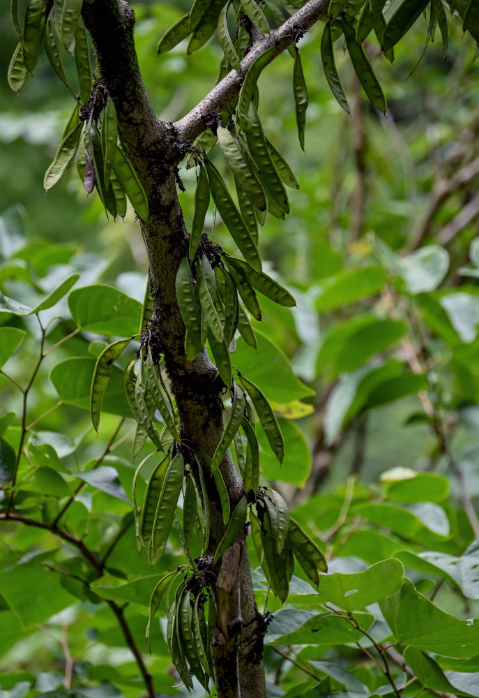 Image of Cercis chinensis specimen.