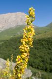 Verbascum laxum. Верхушка соцветия. Кабардино-Балкария, Черекский р-н, окр. с/п Верхняя Балкария, юго-восточный склон горы Мехтеген, ≈ 2300 м н.у.м., субальпийский луг. 29.07.2024.