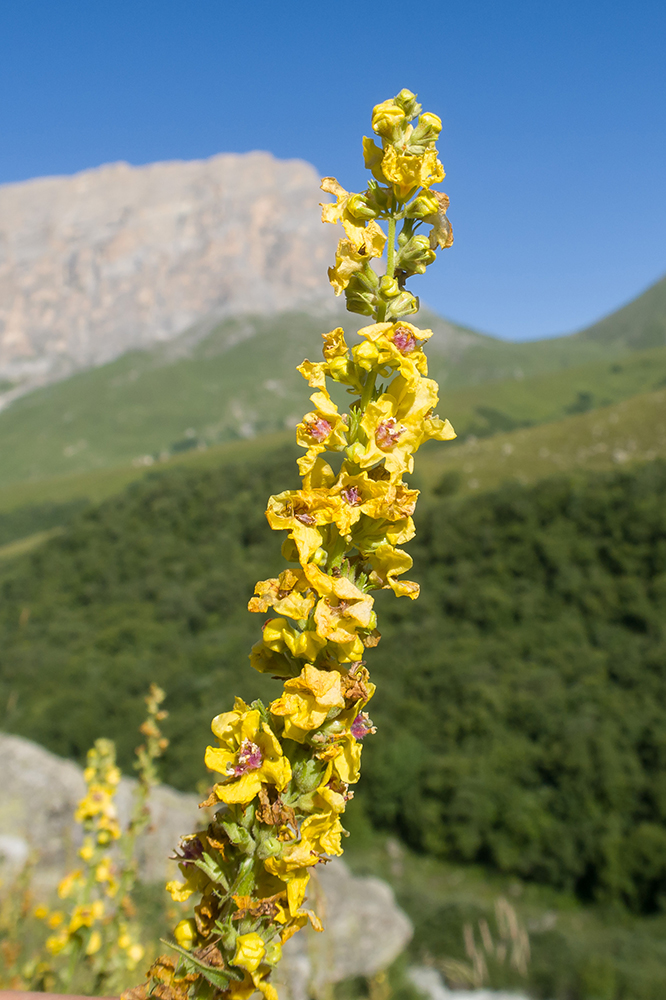 Изображение особи род Verbascum.