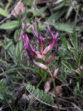 genus Astragalus. Соцветие. Грузия, край Квемо Картли, Тетрицкаройский муниципалитет, окр. села Гохнари, выс. 1500 м, луг. 5 мая 2019 г.