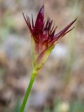 Dianthus capitatus. Развивающееся соцветие. Крым, Южный Берег, окр. пос. Лесной, разнотравный луг. 26.05.2024.