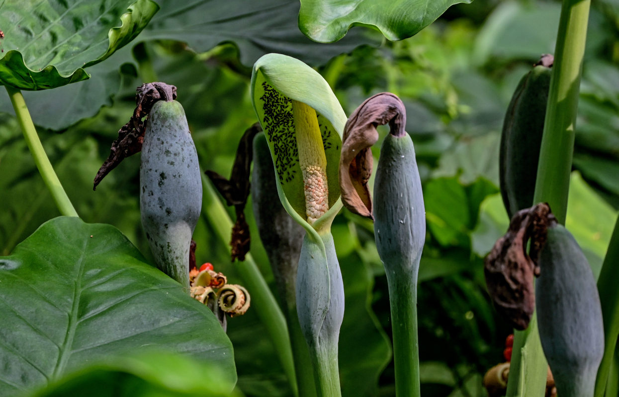 Изображение особи Alocasia odora.