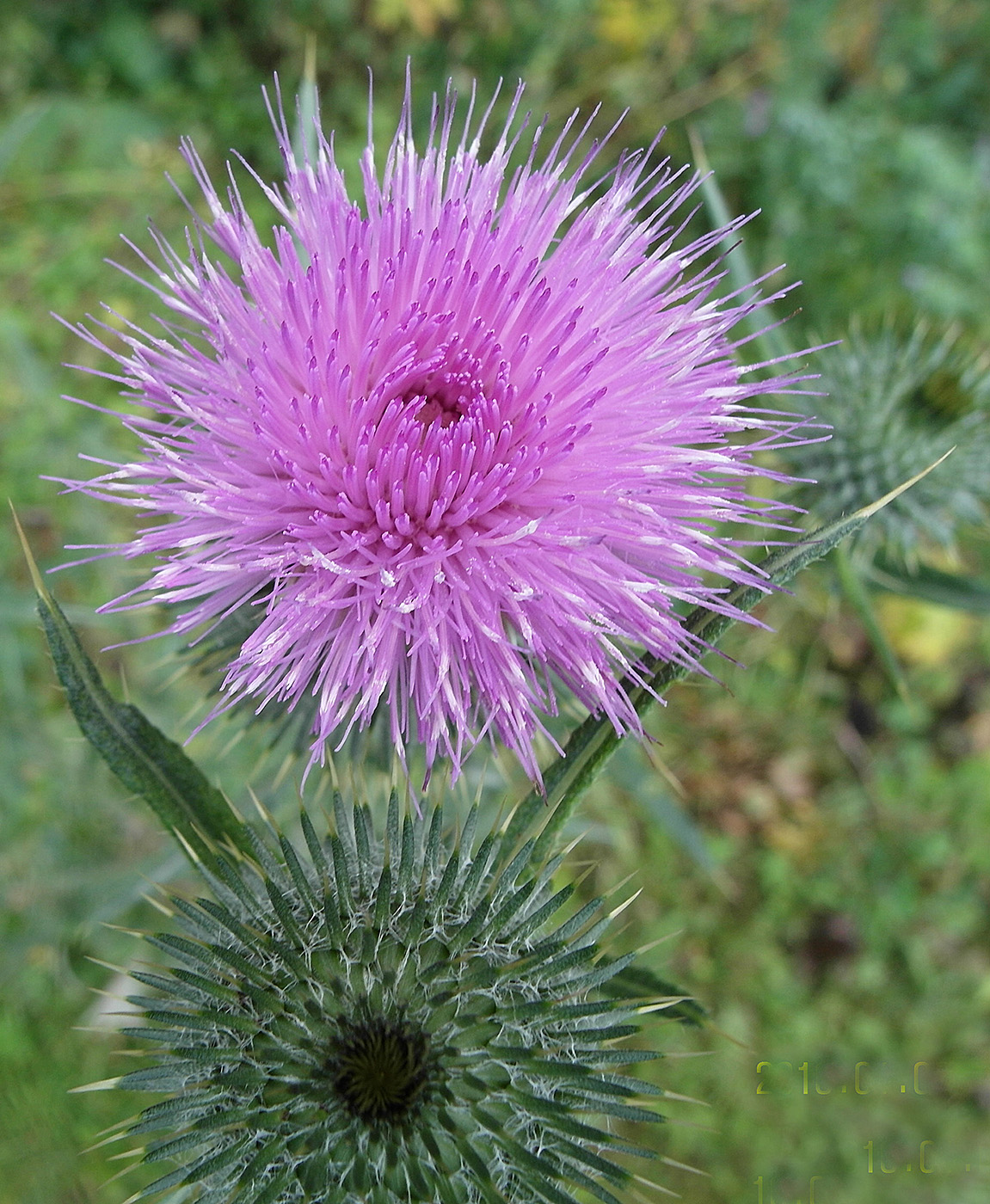 Image of Cirsium vulgare specimen.