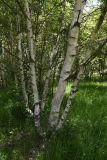 genus Betula. Вегетирующее растение. Чечня, Шаройский р-н, 800 м восточнее ур. Хиндушты. 1 июля 2024 г.