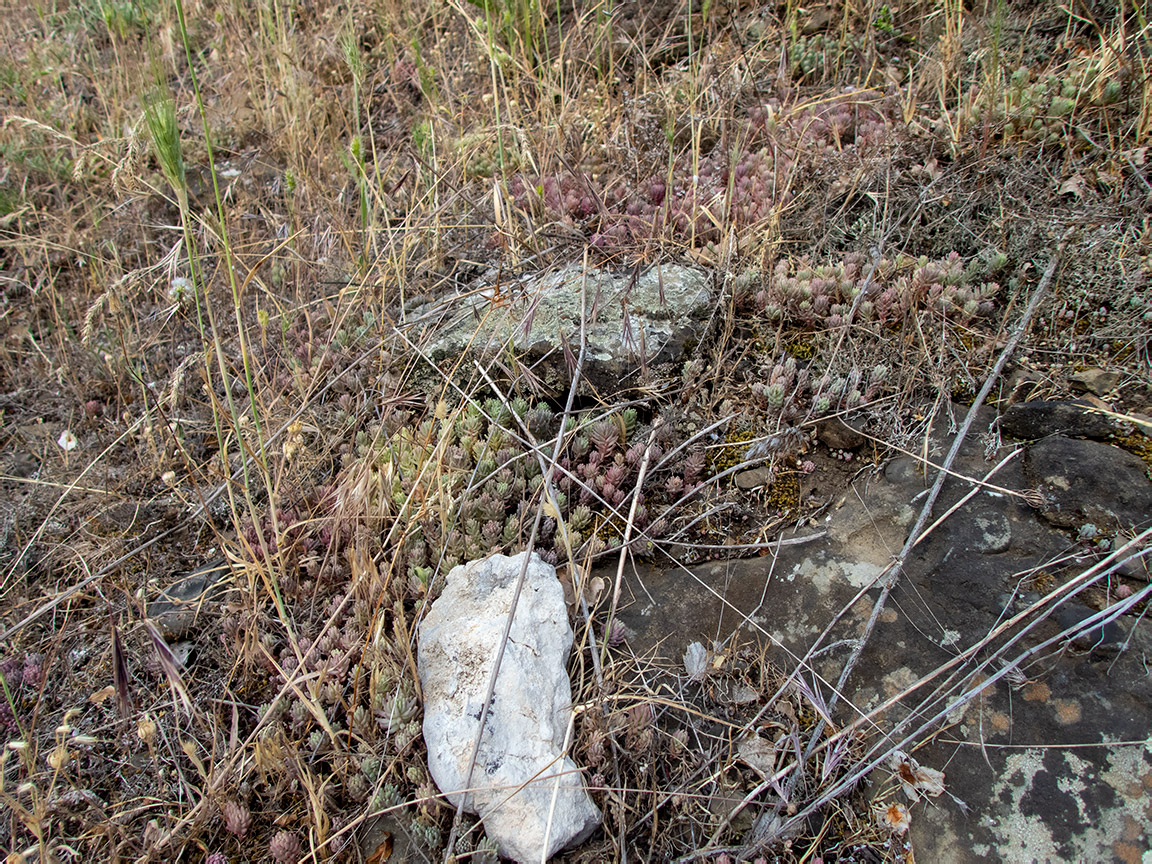 Image of Sedum pallidum specimen.