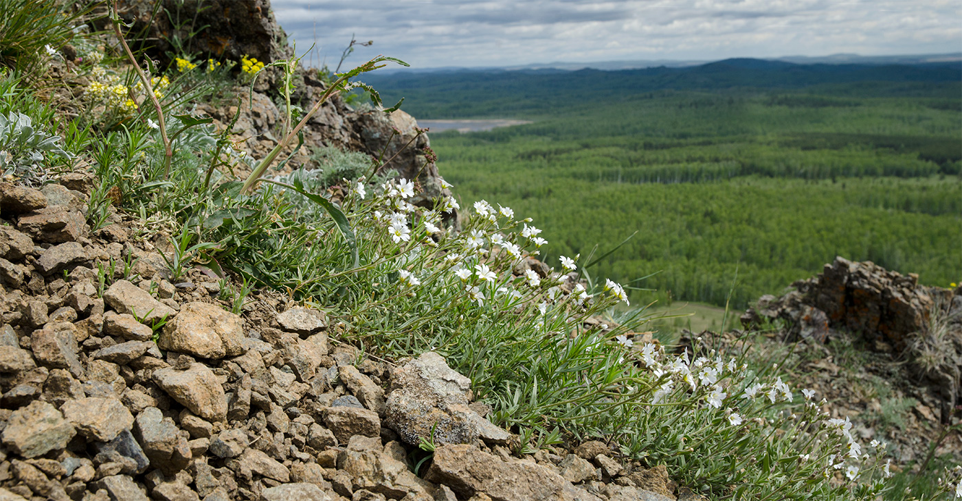 Изображение особи Cerastium arvense.