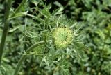 Daucus carota