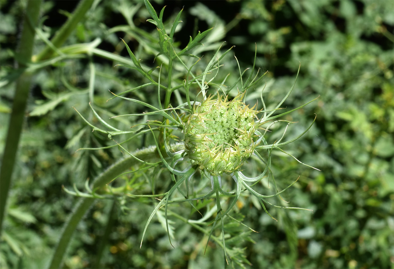 Image of Daucus carota specimen.