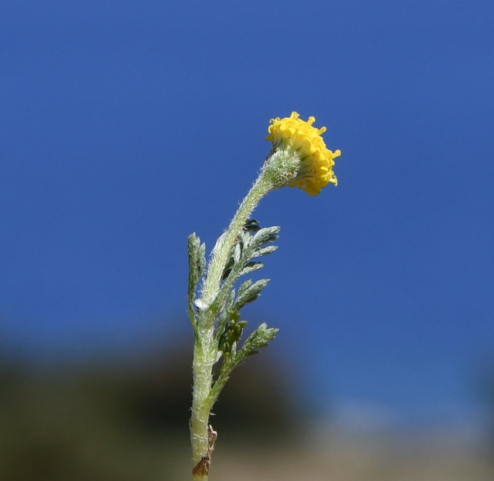 Image of Anthemis rigida specimen.