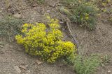 Odontarrhena obtusifolia